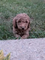 Melanie, a female Miniature Labradoodle for sale in Keedysville, MD – 3 of 7