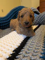 Bonnie, a female Miniature Labradoodle for sale in Keedysville, MD – 2 of 3