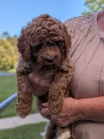 Rhett, a male Miniature Labradoodle for sale in Keedysville, MD – 2 of 7
