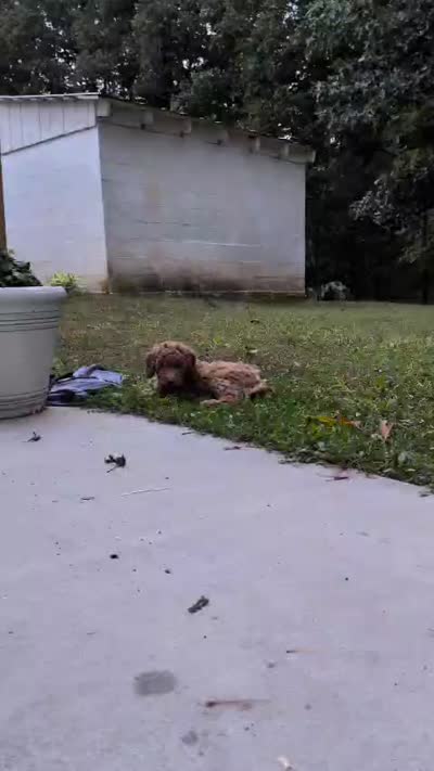 Melanie, a female Miniature Labradoodle for sale in Keedysville, MD – 5 of 7
