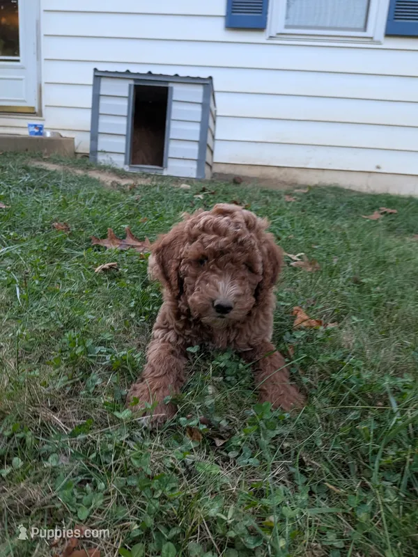 Rhett – Miniature Labradoodle puppy for sale in Keedysville, MD