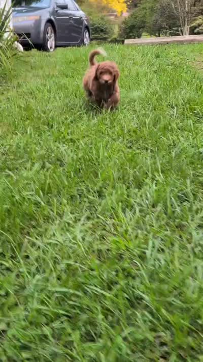 Rhett, a male Miniature Labradoodle for sale in Keedysville, MD – 5 of 7