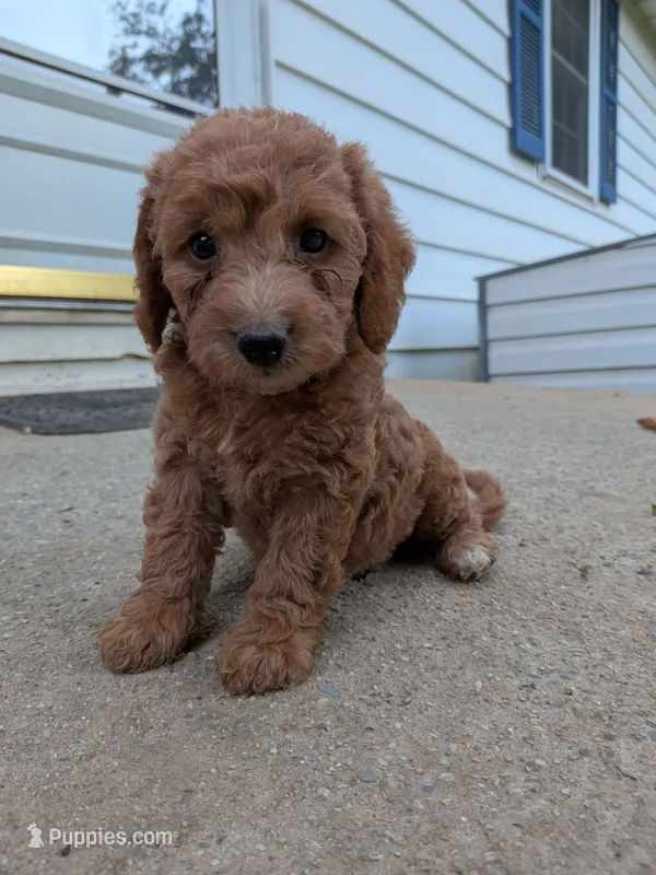 Prissy – Miniature Labradoodle puppy for sale in Keedysville, MD