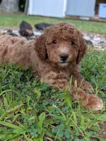 Rhett, a male Miniature Labradoodle for sale in Keedysville, MD – 3 of 7
