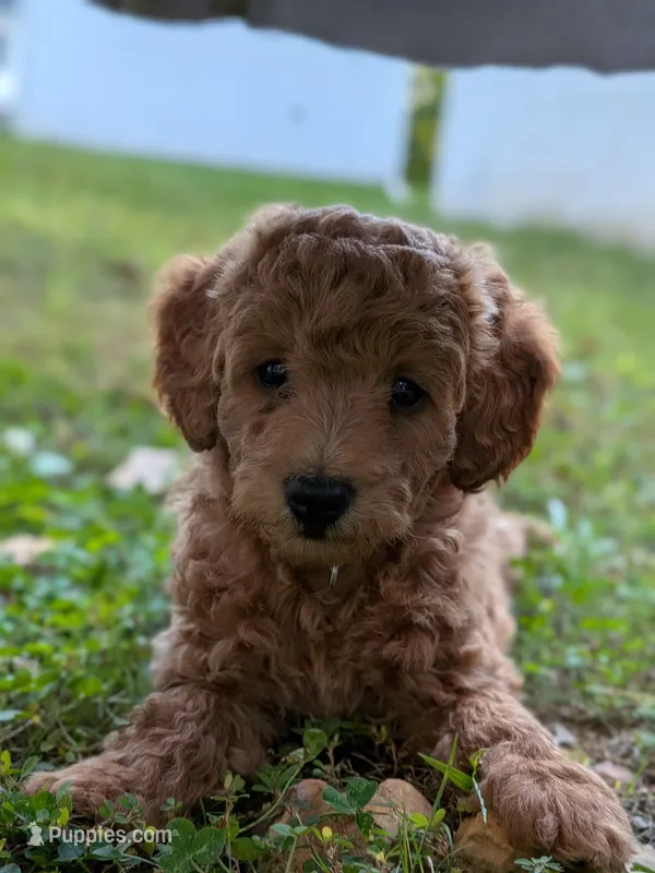 Tara – Miniature Labradoodle puppy for sale in Keedysville, MD