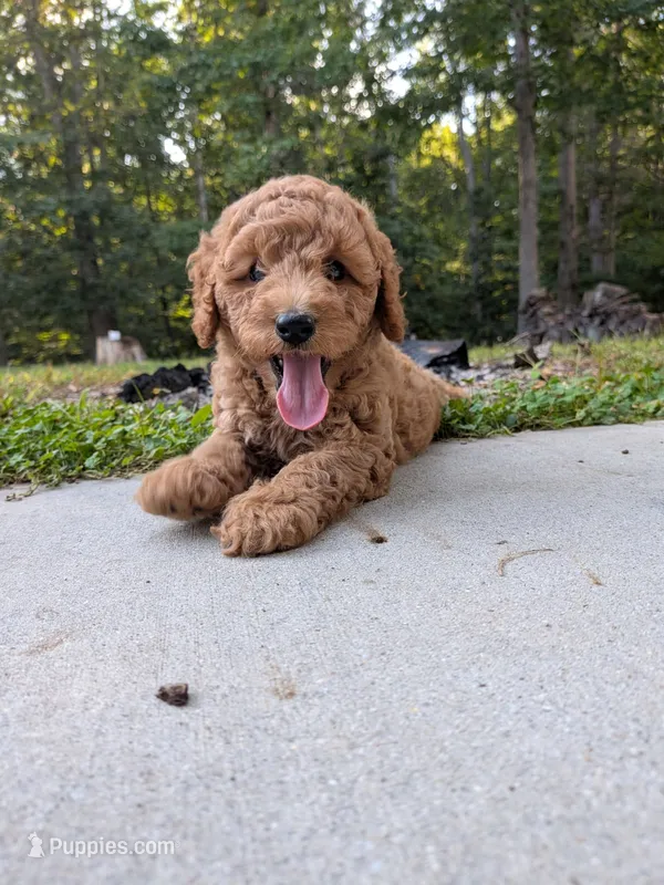 Ashley – Miniature Labradoodle puppy for sale in Keedysville, MD