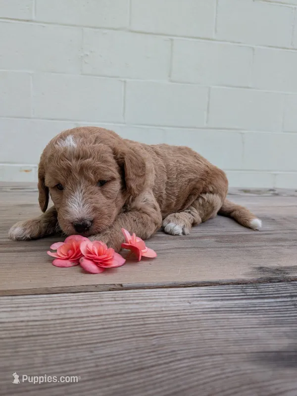 Scarlett – Miniature Labradoodle puppy for sale in Keedysville, MD