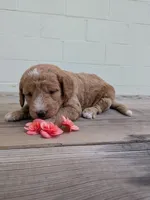 Scarlett, a female Miniature Labradoodle for sale in Keedysville, MD – 3 of 3