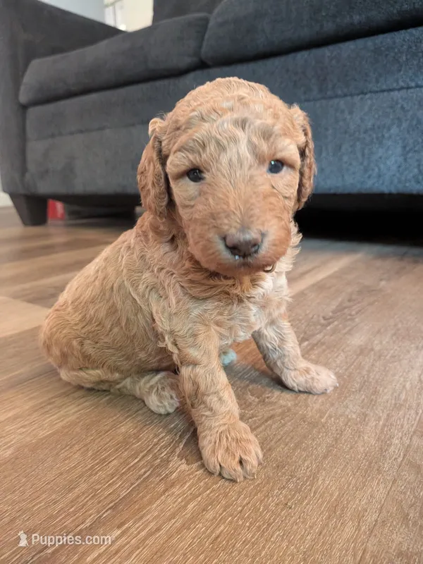 Ashley – Miniature Labradoodle puppy for sale in Boonsboro, MD