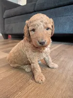Ashley, a female Miniature Labradoodle for sale in Keedysville, MD – 1 of 3