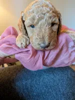 Ashley, a female Miniature Labradoodle for sale in Keedysville, MD – 2 of 3