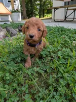 Prissy, a female Miniature Labradoodle for sale in Keedysville, MD – 3 of 4