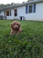 Melanie, a female Miniature Labradoodle for sale in Keedysville, MD – 4 of 7