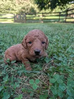 Belle, a female Miniature Labradoodle for sale in Keedysville, MD – 2 of 3