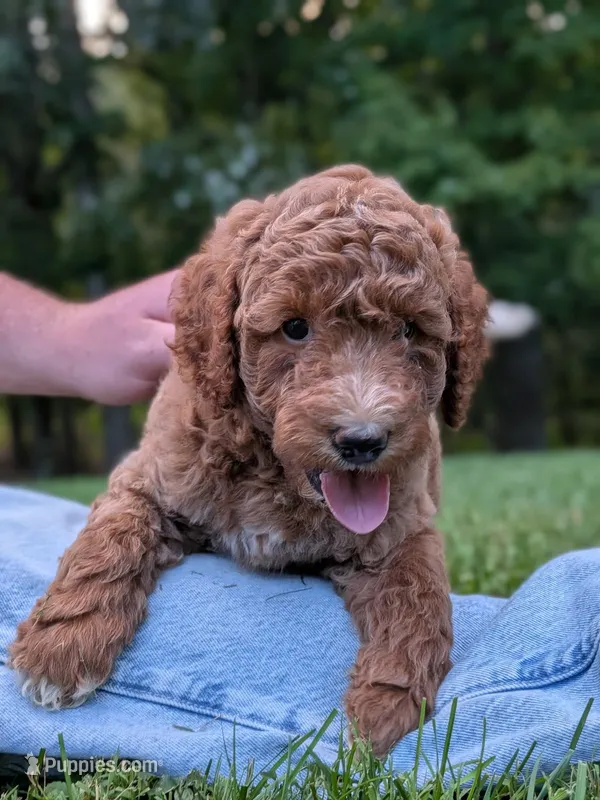 Rhett – Miniature Labradoodle puppy for sale in Keedysville, MD
