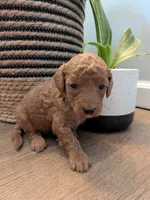 Belle, a female Miniature Labradoodle for sale in Keedysville, MD – 3 of 3