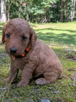 Melanie, a female Miniature Labradoodle for sale in Keedysville, MD – 2 of 3
