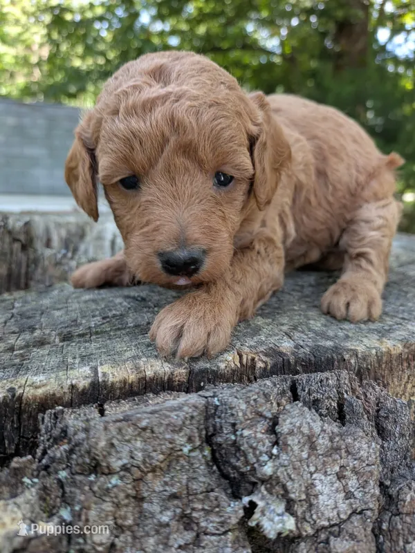 Tara – Miniature Labradoodle puppy for sale in Boonsboro, MD