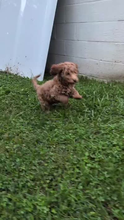 Melanie, a female Miniature Labradoodle for sale in Keedysville, MD – 6 of 7