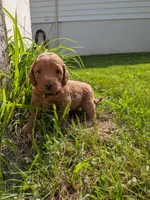 Frank, a male Miniature Labradoodle for sale in Keedysville, MD – 2 of 3