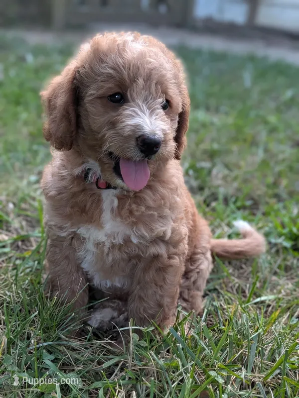 Scarlett – Miniature Labradoodle puppy for sale in Keedysville, MD