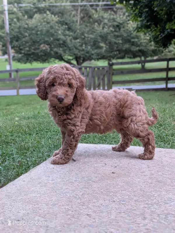 Melanie – Miniature Labradoodle puppy for sale in Keedysville, MD