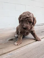 Rhett, a male Miniature Labradoodle for sale in Keedysville, MD – 2 of 3
