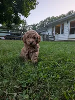 Melanie, a female Miniature Labradoodle for sale in Keedysville, MD – 2 of 7