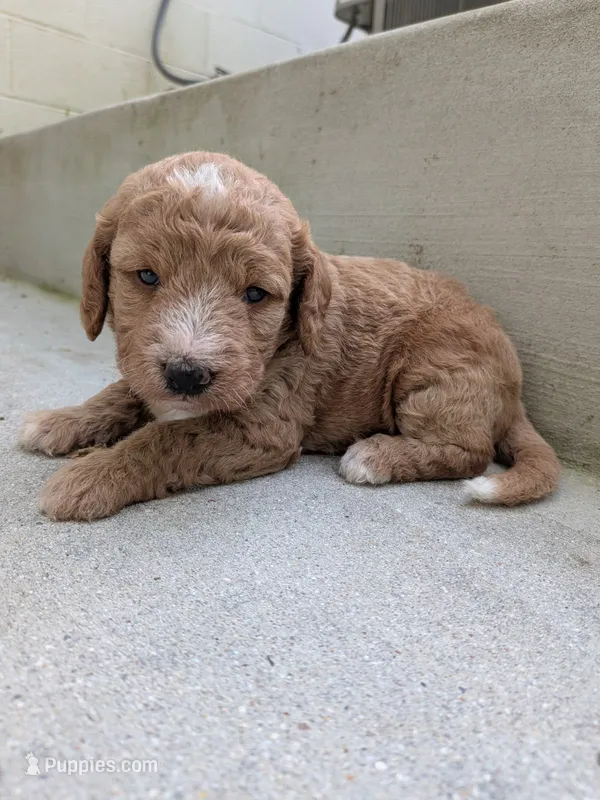 Scarlett – Miniature Labradoodle puppy for sale in Boonsboro, MD
