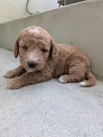 Scarlett, a female Miniature Labradoodle for sale in Keedysville, MD – 1 of 3