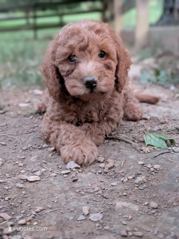 Frank – Miniature Labradoodle puppy for sale in Keedysville, MD