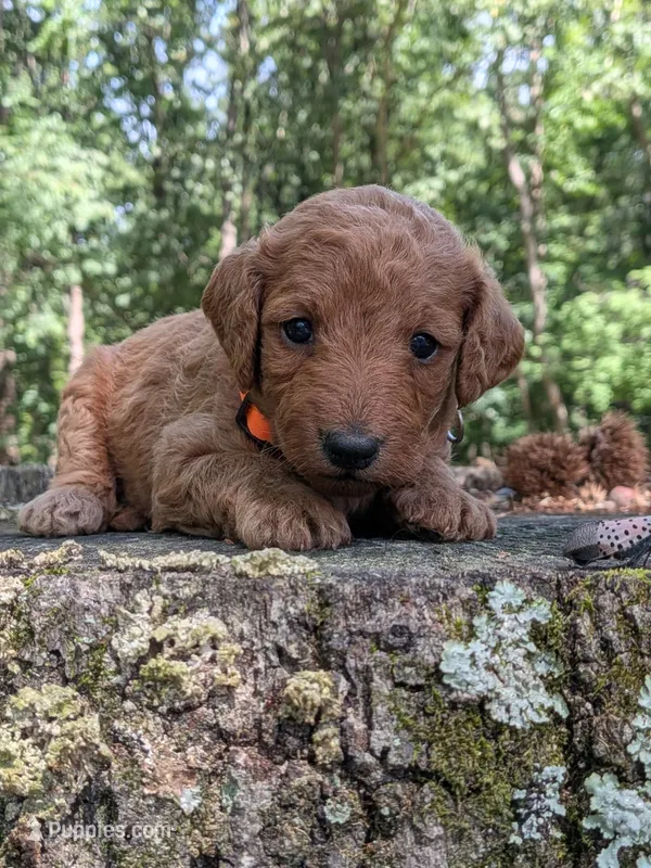 Melanie – Miniature Labradoodle puppy for sale in Boonsboro, MD