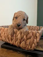 Bonnie, a female Miniature Labradoodle for sale in Keedysville, MD – 1 of 3