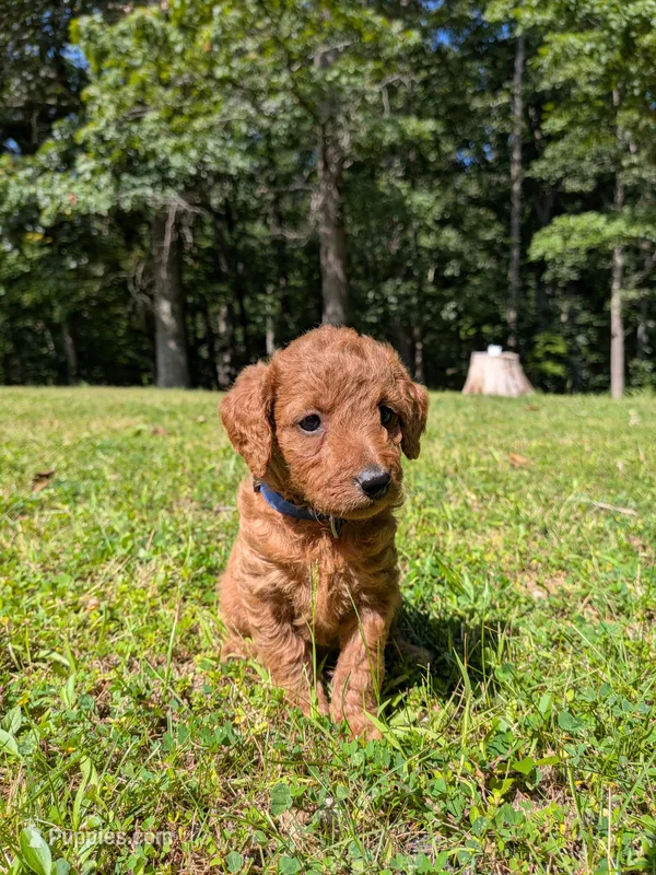 Bonnie – Miniature Labradoodle puppy for sale in Keedysville, MD