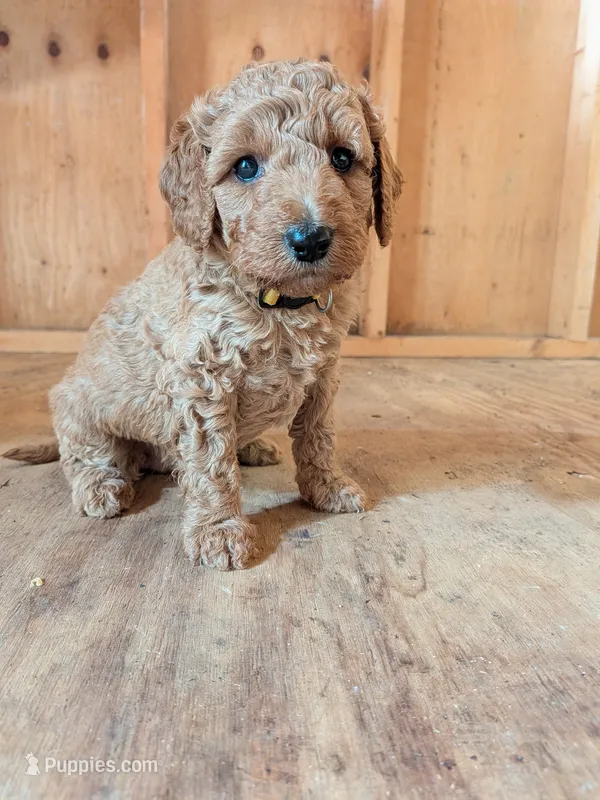 Ashley – Miniature Labradoodle puppy for sale in Keedysville, MD