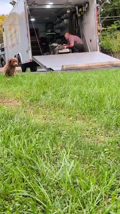 Rhett, a male Miniature Labradoodle for sale in Keedysville, MD – 6 of 7