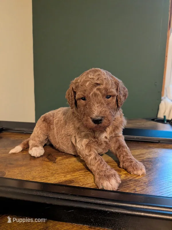 Rhett – Miniature Labradoodle puppy for sale in Boonsboro, MD