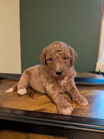 Rhett, a male Miniature Labradoodle for sale in Keedysville, MD – 1 of 3