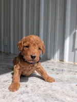 Prissy, a female Miniature Labradoodle for sale in Keedysville, MD – 2 of 4