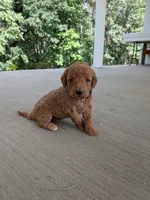 Prissy, a female Miniature Labradoodle for sale in Keedysville, MD – 4 of 4