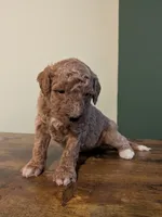Rhett, a male Miniature Labradoodle for sale in Keedysville, MD – 3 of 3