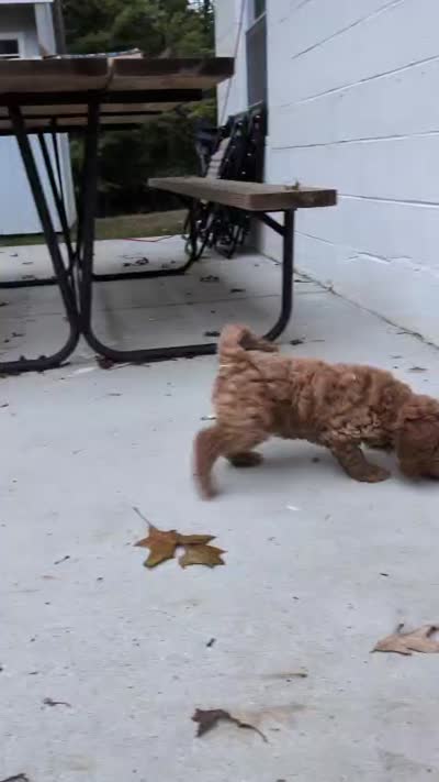Melanie, a female Miniature Labradoodle for sale in Keedysville, MD – 7 of 7