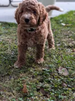 Rhett, a male Miniature Labradoodle for sale in Keedysville, MD – 4 of 7