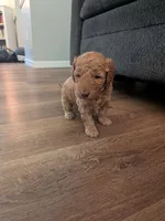 Ashley, a female Miniature Labradoodle for sale in Keedysville, MD – 3 of 3