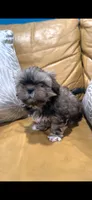 Two Boys, a male Shih Tzu for sale in Vallejo, CA – 7 of 8