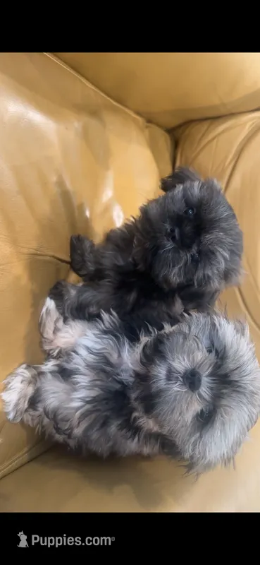 Two Boys – Shih Tzu puppy for sale in Vallejo, CA