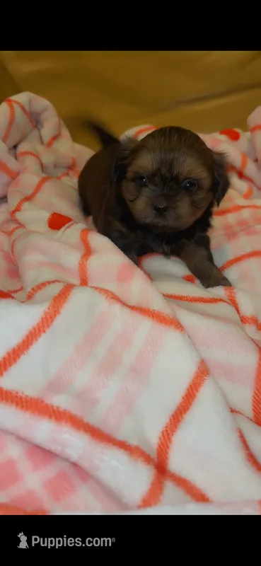 Luna 🩷 – Shih Tzu puppy for sale in Vallejo, CA