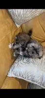 Two Boys, a male Shih Tzu for sale in Vallejo, CA – 3 of 8
