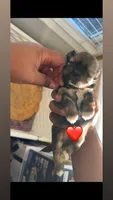 Angel ❤️, a male Shih Tzu for sale in Vallejo, CA – Photo 2 of 3