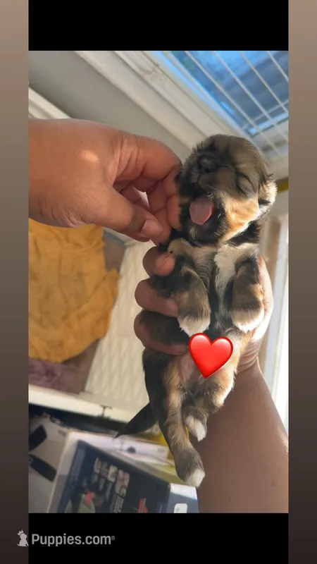 Angel ❤️ – Shih Tzu puppy for sale in Vallejo, CA